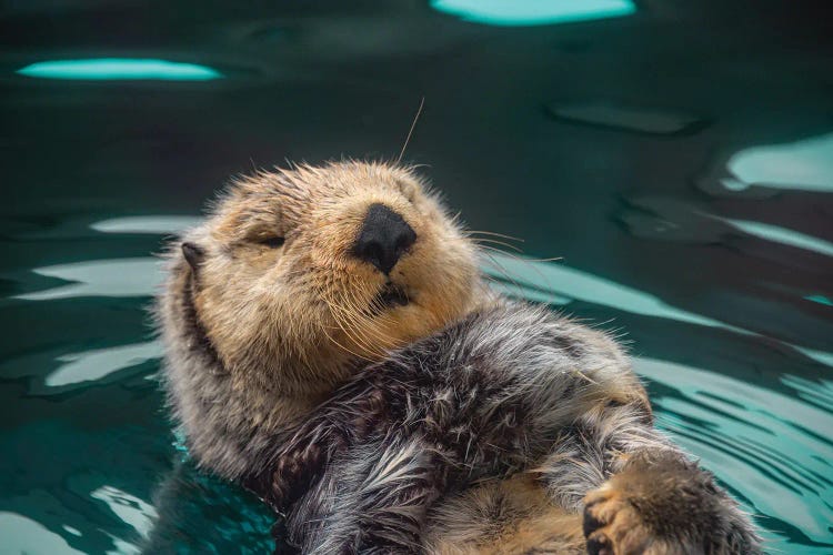 Cute Sea Otter Fun Ocean Animals