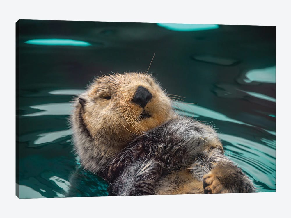 Cute Sea Otter Fun Ocean Animals Canvas Art by Nature Magick | iCanvas