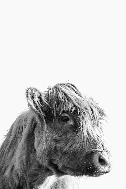 Highland Cattle Portrait