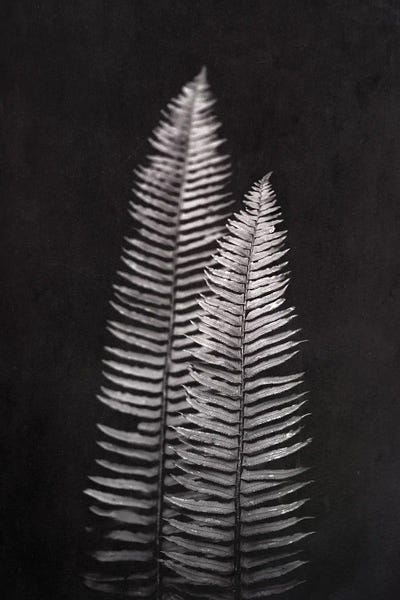 Ferns: Fernweh Fern by Nature Magick