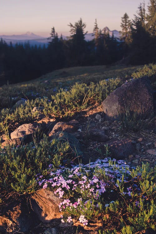 Mountain Hiking Purple Wildflower Sunset