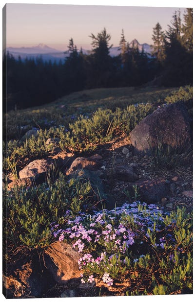 Mountain Hiking Purple Wildflower Sunset Canvas Art Print - Nature Magick