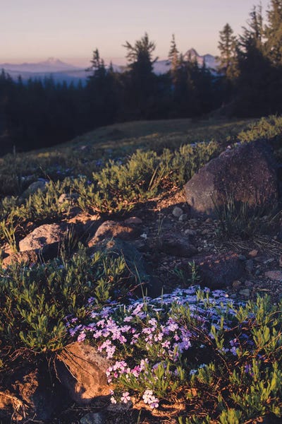Adventure Seeker: Mountain Hiking Purple Wildflower Sunset by Nature Magick