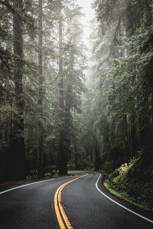 Redwood National Park Forest Revolution by Nature Magick wall art