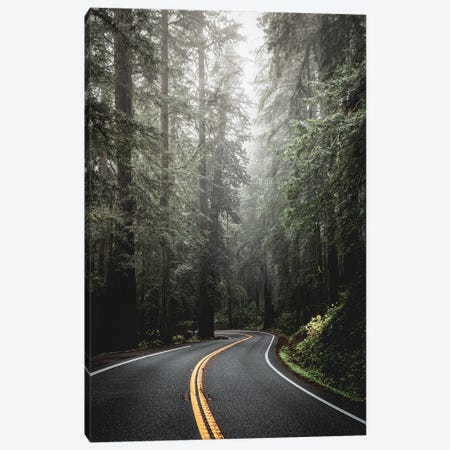 Redwood National Park Forest Revolution Canvas Print #MGK613} by Nature Magick Canvas Art Print