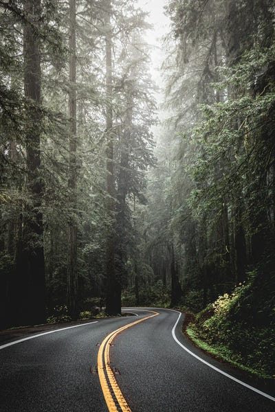 Trails, Paths & Roads: Redwood National Park Forest Revolution by Nature Magick