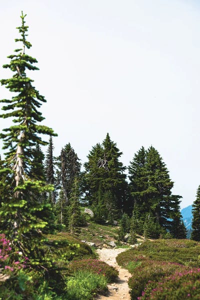 Mountain Wildflower Hiking