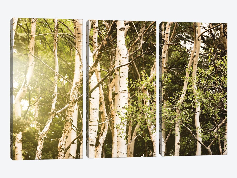 Aspen Trees Southwest Fall Mountain Sunset by Nature Magick 3-piece Canvas Art