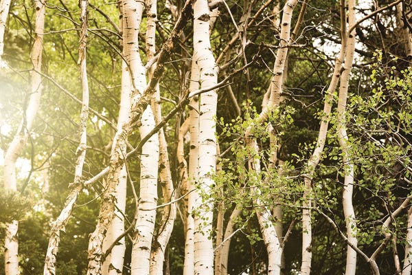 Aspen Trees: Aspen Trees Southwest Fall Mountain Sunset by Nature Magick