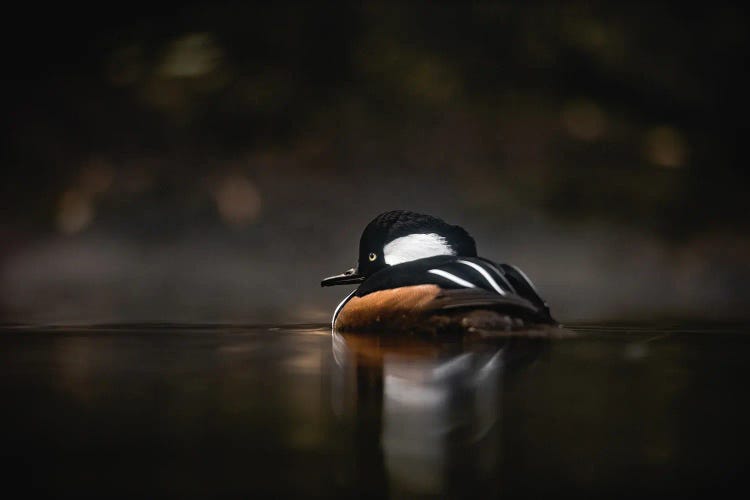 Western Waterfowl Hooded Merganser Duck