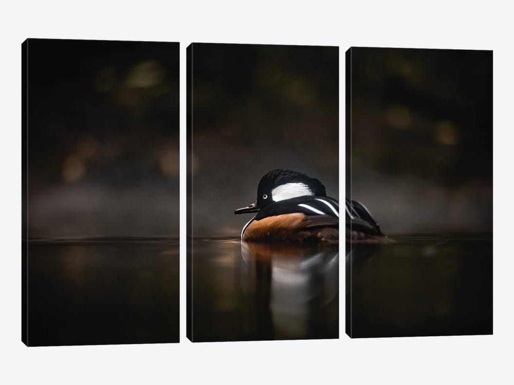 Western Waterfowl Hooded Merganser Duck by Nature Magick 3-piece Canvas Print