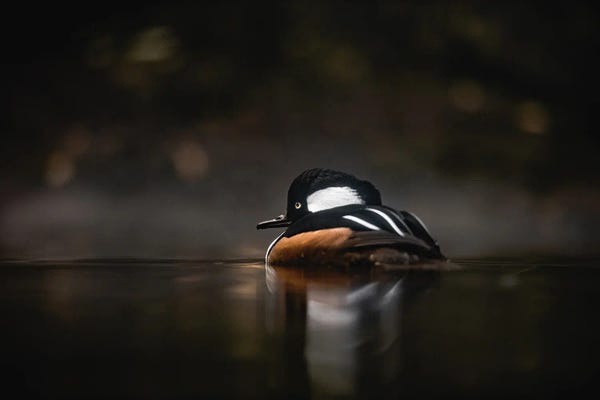 Nature Magick: Western Waterfowl Hooded Merganser Duck by Nature Magick