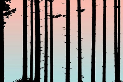 Coral And Teal Sunset Forest Landscape by Nature Magick framed canvas print