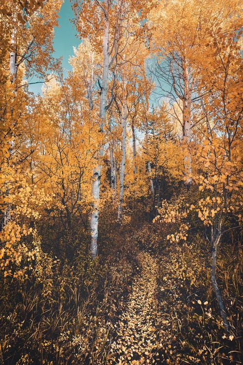 Autumn Forest Path Yellow Leaves On Aspen Trees In The Fall