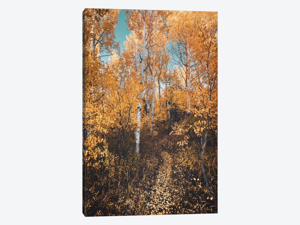 Autumn Forest Path Yellow Leaves On Aspen Trees In The Fall by Nature Magick 1-piece Canvas Art Print