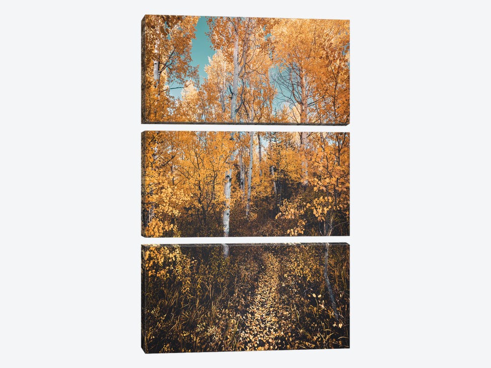 Autumn Forest Path Yellow Leaves On Aspen Trees In The Fall by Nature Magick 3-piece Art Print