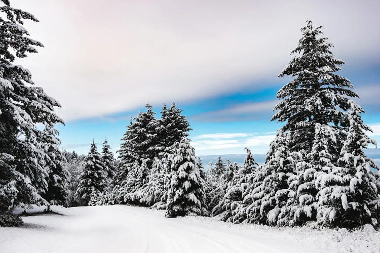 Winter Forest Morning Snow Day in the Pacific Northwest