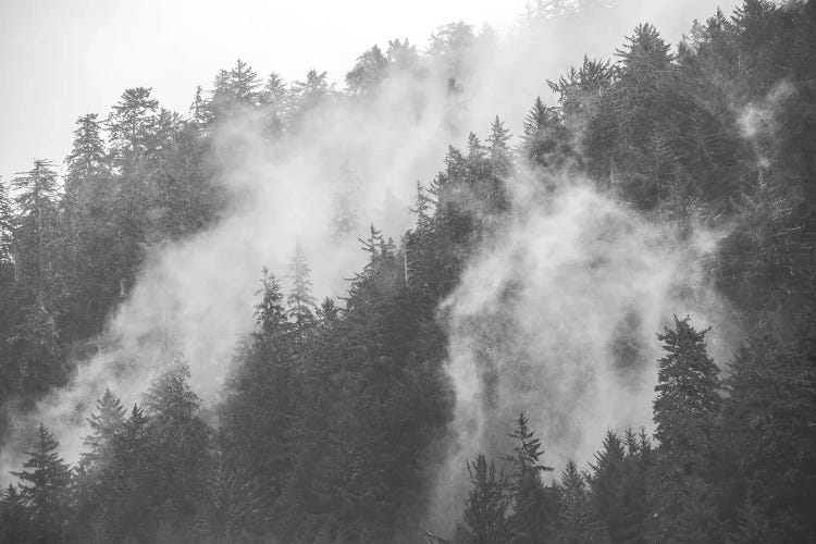 Mysterious Morning Foggy Trees in Redwood National Park