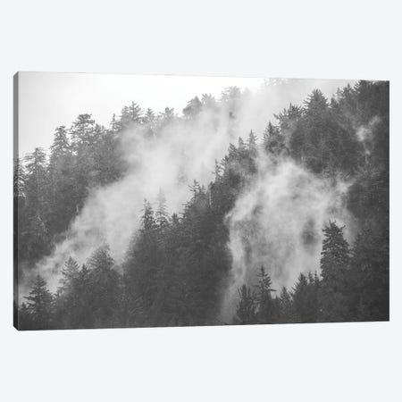 Mysterious Morning Foggy Trees in Redwood National Park Canvas Print #MGK635} by Nature Magick Canvas Art