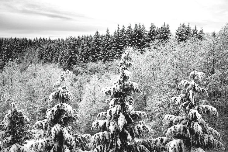 Winter Forest Trees Covered with Snow