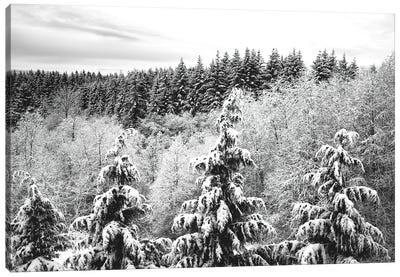 Winter Forest Trees Covered with Snow Canvas Art Print - Nature Magick