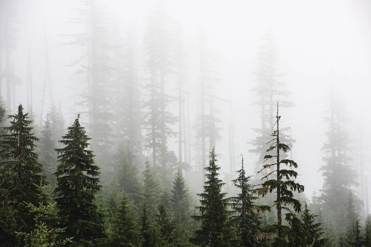 Misty Woods Forest Mountain Trees