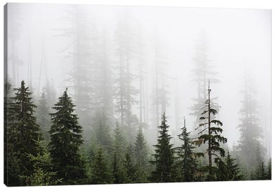 Misty Woods Forest Mountain Trees Canvas Art Print - Nature Magick