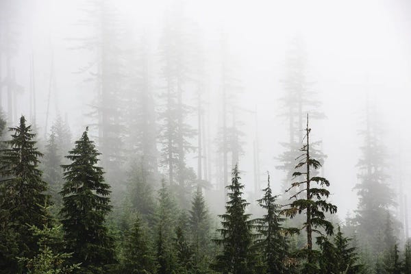 Nature Magick: Misty Woods Forest Mountain Trees by Nature Magick