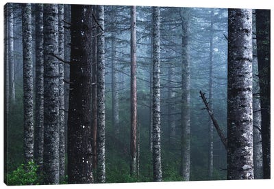 Winter Woods Forest with Snow on Fir Trees Canvas Art Print - Nature Magick