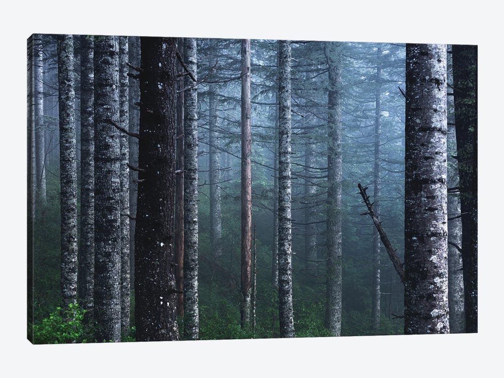 Winter Woods Forest with Snow on Fir Trees by Nature Magick 1-piece Canvas Art