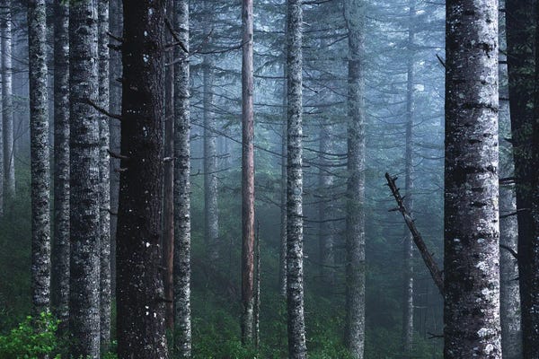 Winter Woods Forest with Snow on Fir Trees