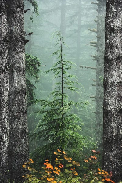 Misty Woods Fir Tree Forest by Nature Magick art print