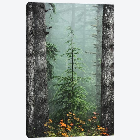 Misty Woods Fir Tree Forest Canvas Print #MGK642} by Nature Magick Canvas Art