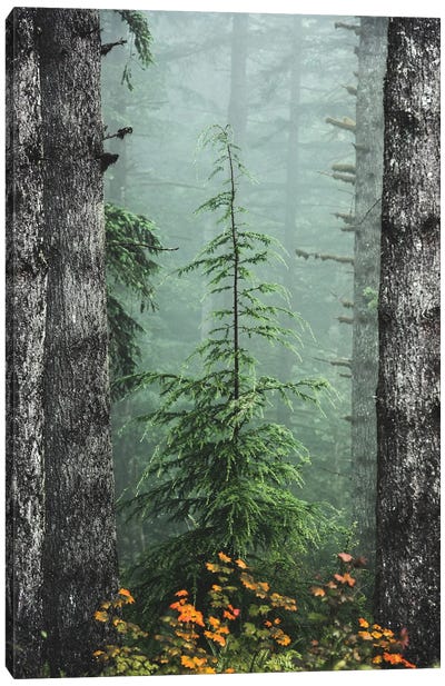 Misty Woods Fir Tree Forest Canvas Art Print - Nature Magick