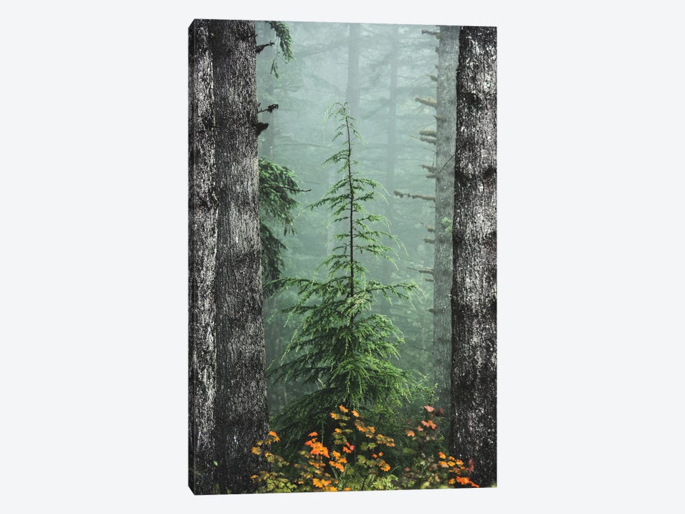 Misty Woods Fir Tree Forest by Nature Magick 1-piece Canvas Wall Art