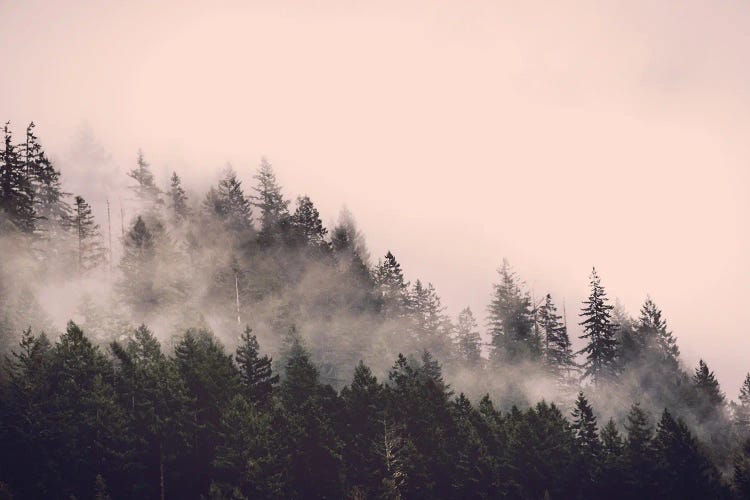 Forest Fog Blush Pink and Green Trees in the Woods