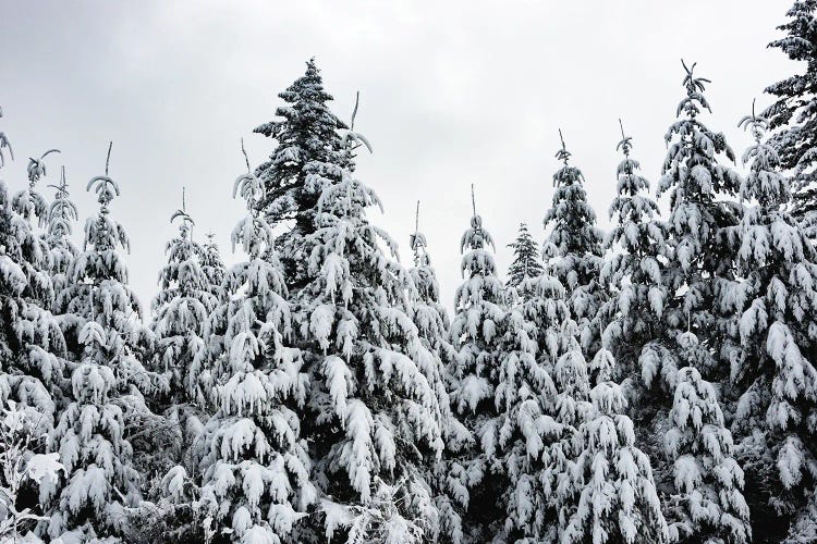 Winter Woods Snow on Fir Trees Forest