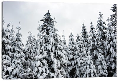 Winter Woods Snow on Fir Trees Forest Canvas Art Print - Nature Magick