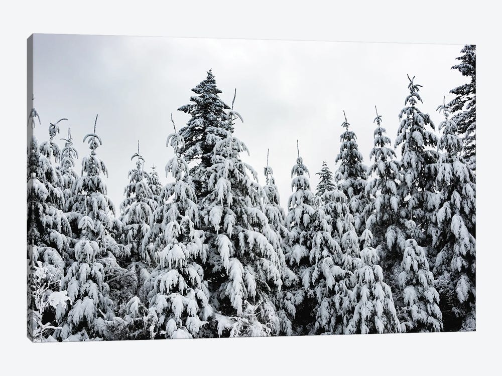Winter Woods Snow on Fir Trees Forest by Nature Magick 1-piece Art Print