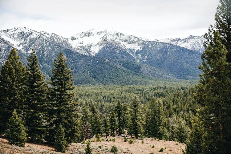 Forest Trail Adventure in the Sawtooth Mountains