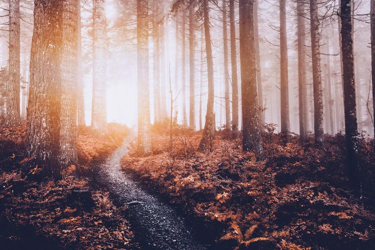 Fall Forest Magic Trees on an Autumn Path through the Misty Woods