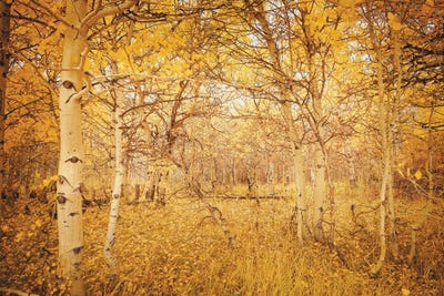 Fall Aspen Trees Magical Hideaway Yellow Autumn Leaves Forest Woods by Nature Magick canvas print