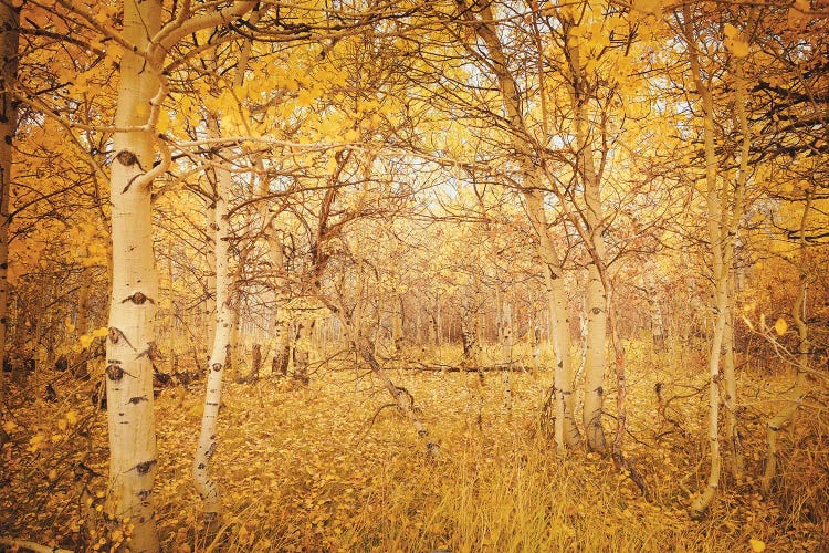 Fall Aspen Trees Magical Hideaway Yellow Autumn Leaves Forest Woods