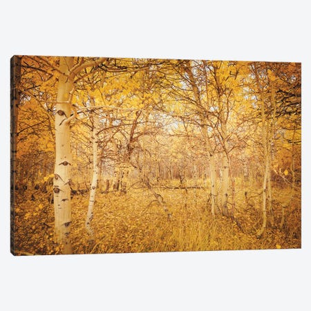 Fall Aspen Trees Magical Hideaway Yellow Autumn Leaves Forest Woods Canvas Print #MGK658} by Nature Magick Art Print