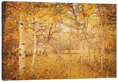 Fall Aspen Trees Magical Hideaway Yellow Autumn Leaves Forest Woods Canvas Art Print - Nature Magick