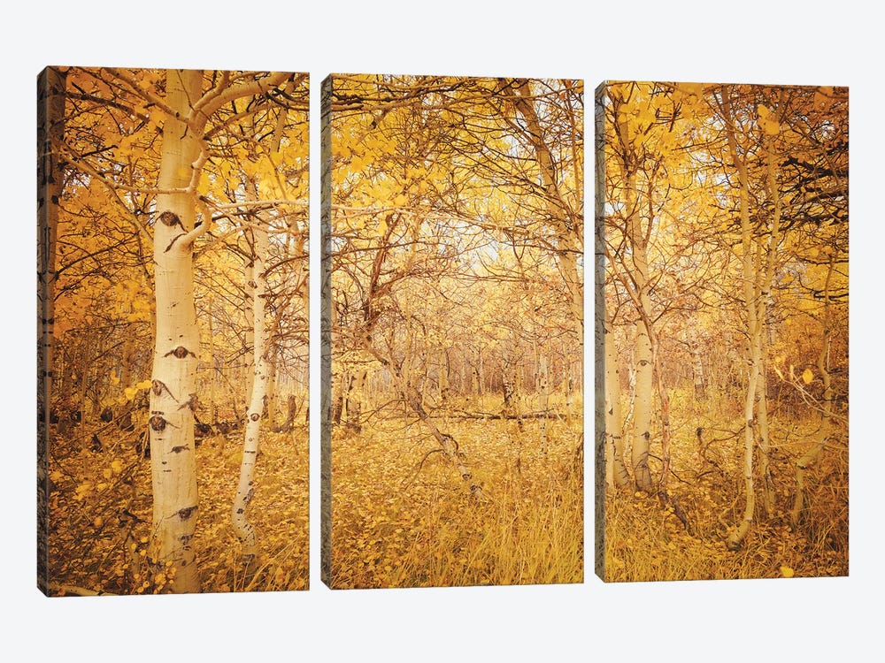 Fall Aspen Trees Magical Hideaway Yellow Autumn Leaves Forest Woods by Nature Magick 3-piece Canvas Print