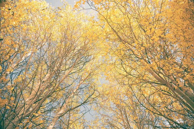 Aspen Trees with Yellow Fall Leaves Looking Up Through the Autumn Tree Canopy Forest Woods