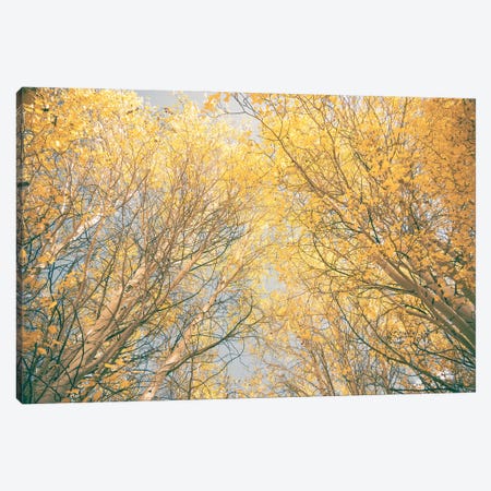 Aspen Trees with Yellow Fall Leaves Looking Up Through the Autumn Tree Canopy Forest Woods Canvas Print #MGK660} by Nature Magick Canvas Wall Art