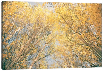 Aspen Trees with Yellow Fall Leaves Looking Up Through the Autumn Tree Canopy Forest Woods Canvas Art Print - Nature Magick