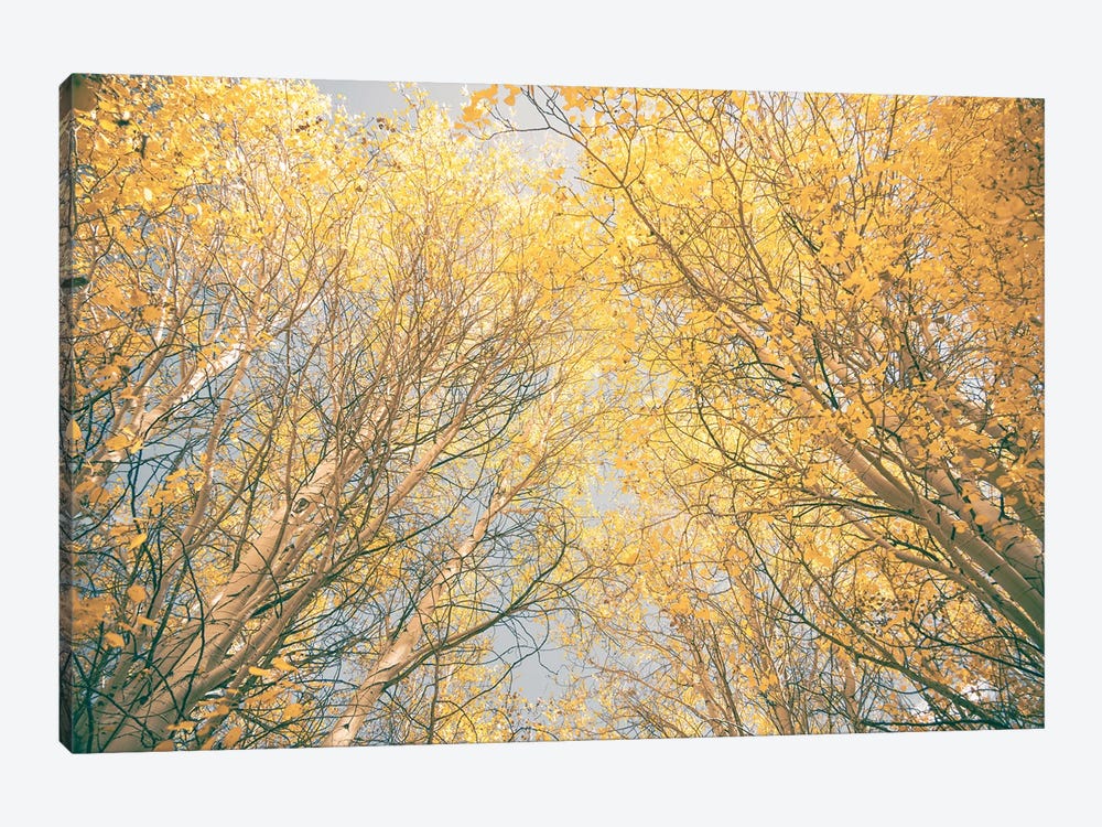 Aspen Trees with Yellow Fall Leaves Looking Up Through the Autumn Tree Canopy Forest Woods by Nature Magick 1-piece Canvas Artwork